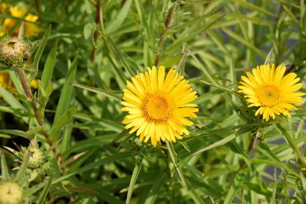 Inula magnifica 'Sonnenstrahl' ---